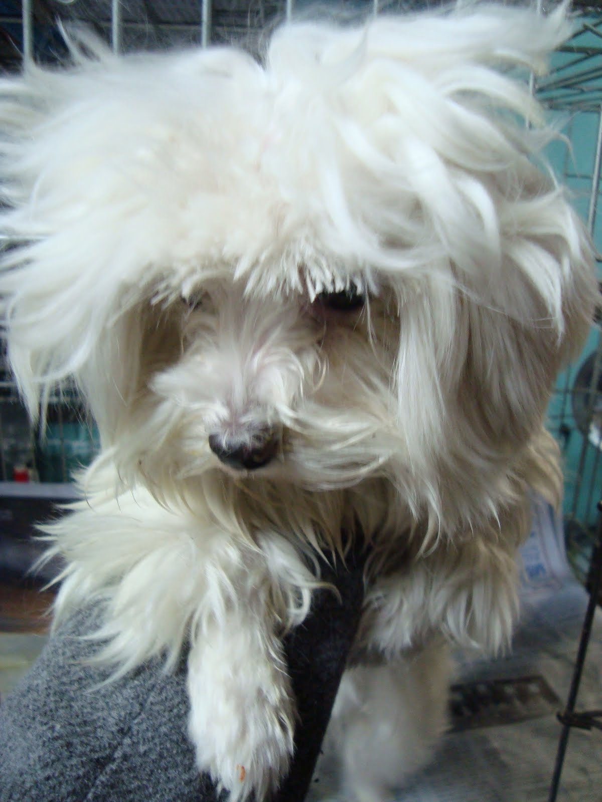 shih tzu cross pitbull shih tzu pug mix puppies for sale shih tzu cross pitbull shih tzu pug mix puppies for sale