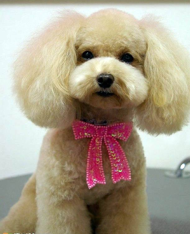 有 狗 万事足 April 10