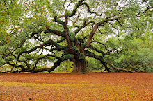 Oak. La flor del roble