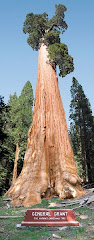 General Grant Sequoia National Park