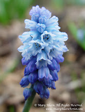I love blue flowers