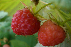 for Integrative Nutrition