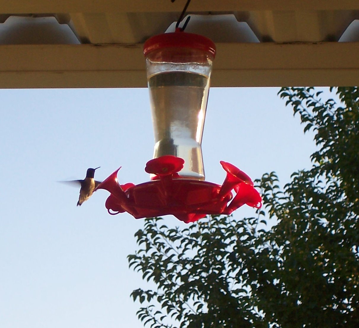 [Hummingbird+7-3-09.jpg]