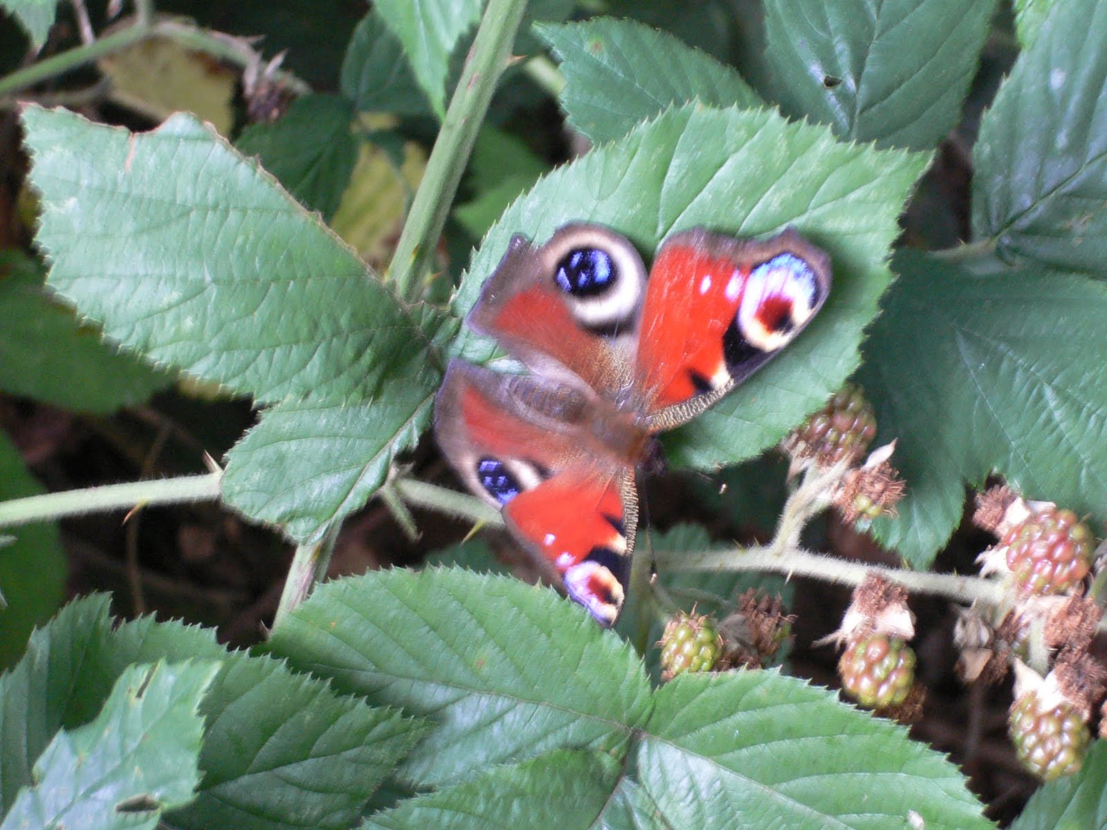[P1040215.JPG]