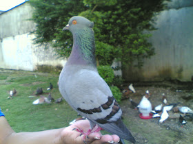 Bluewings Yl Merpati Temanggung