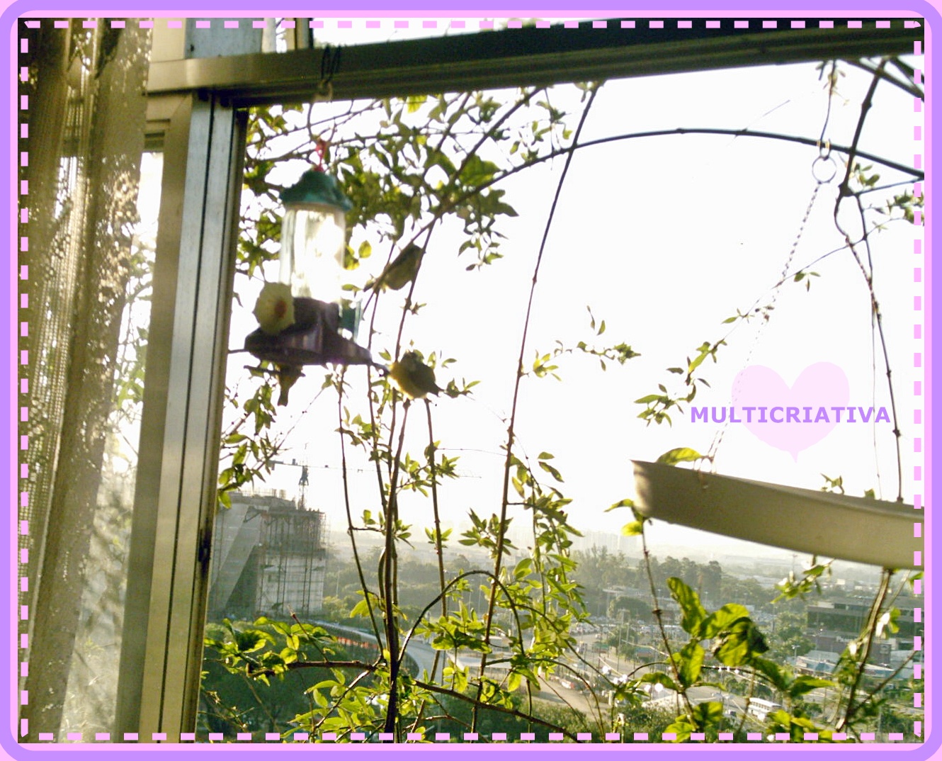 [Os+pássaros+(2).JPG]