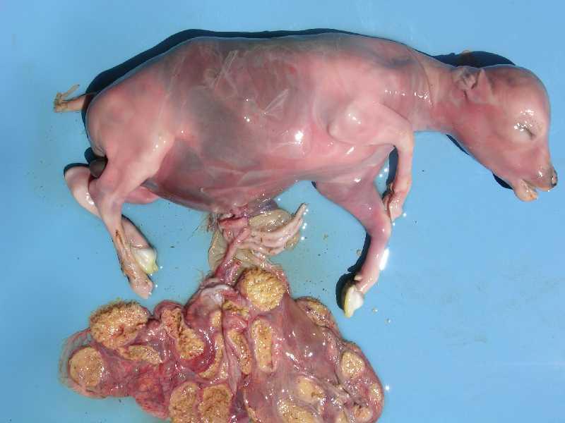 LEPTOSPIROSIS EN BOVINO leptospirosis en bovino: