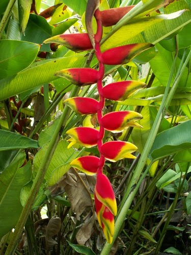 the flowers along the way. images of flowers with quotes. the flowers along the way.