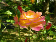 Rose in October