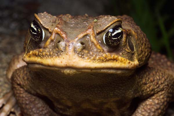 [cane-toad.jpg]