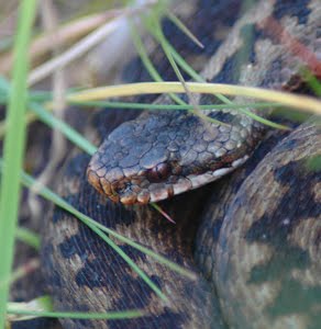 [adder+-+sandy+morrison.jpg]