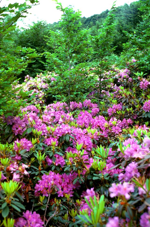 [Rhododendron+ponticum+-+Ivan+Yanev.jpg]
