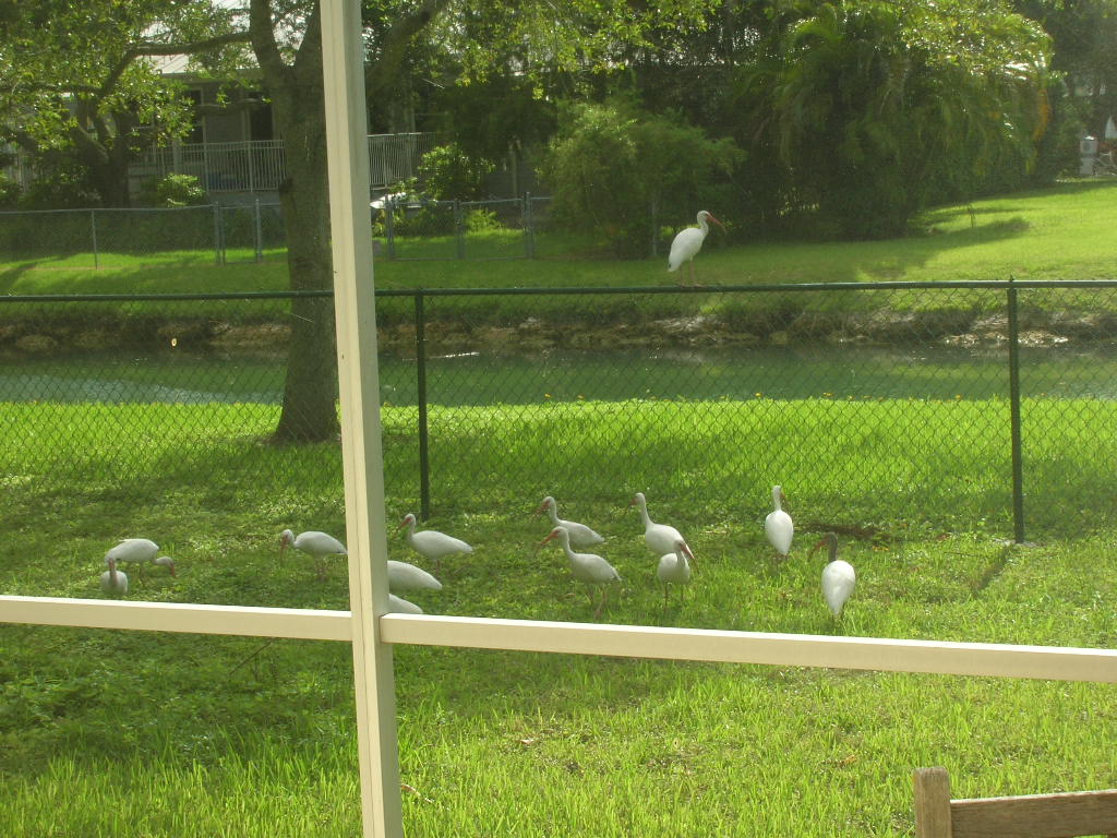 [001+Ibis+08-29-08.JPG]