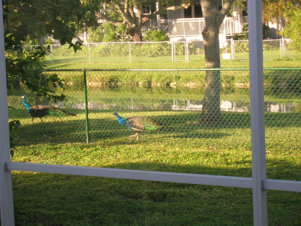 [Peacocks+11-23-08.JPG]