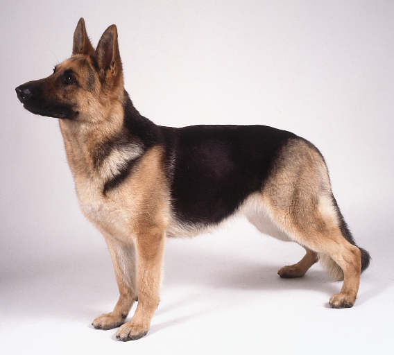 Alsatian Fighting