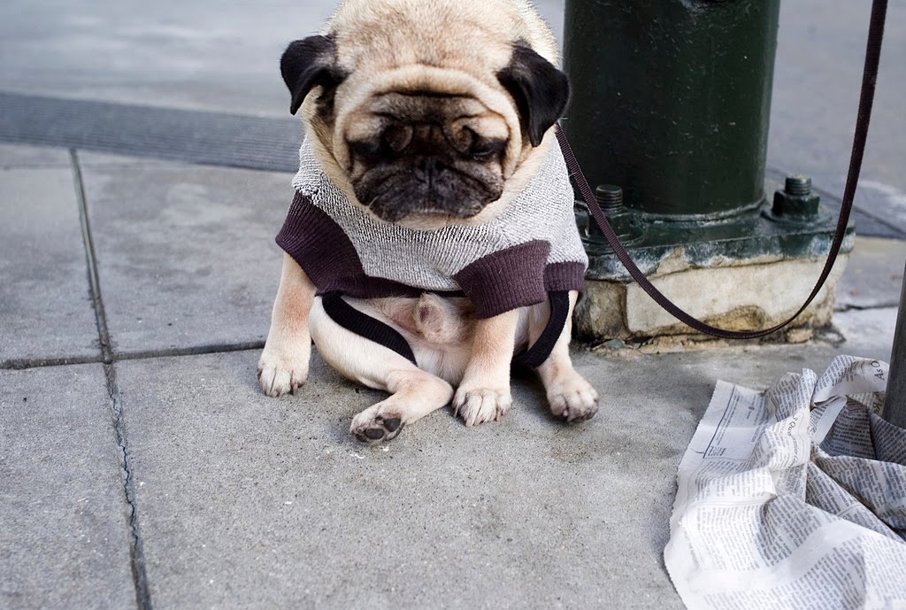 Breeds of small dogs : best breeds of small dogs. Breeds of small dogs : best