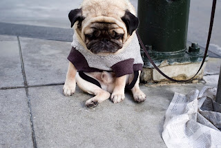 Best+small+dog+breeds+list