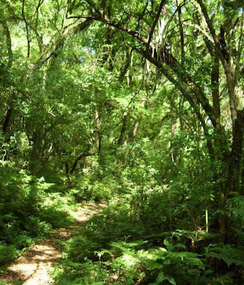 Pon fotos del lugar de donde eres Sendero+en+la+Selva+mejor