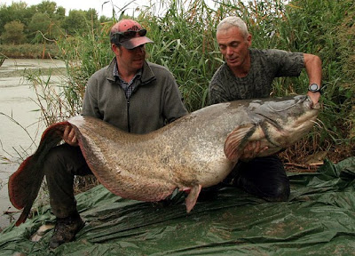 Wels Catfish (Europe)