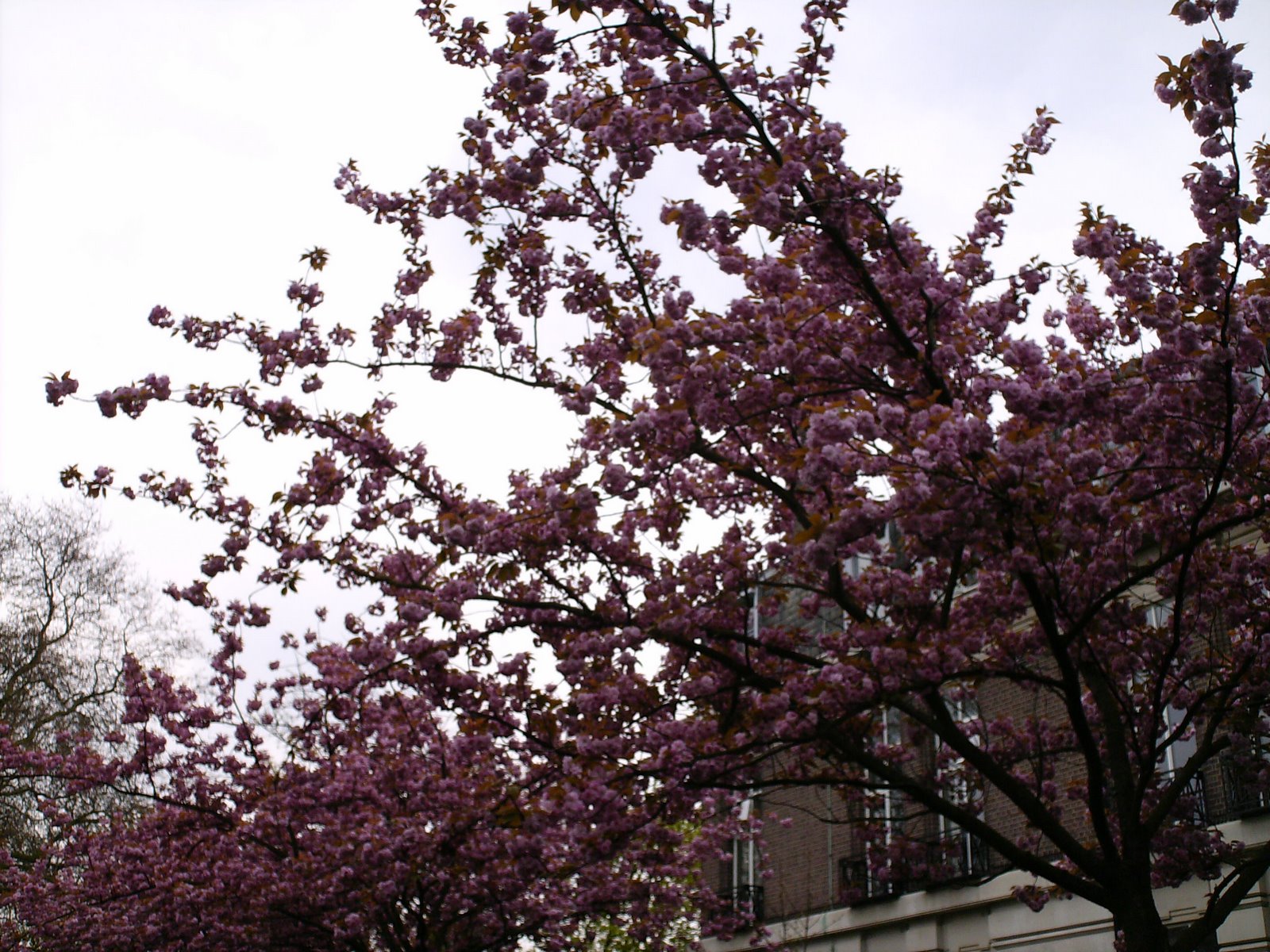 [Spring+in+London.JPG]
