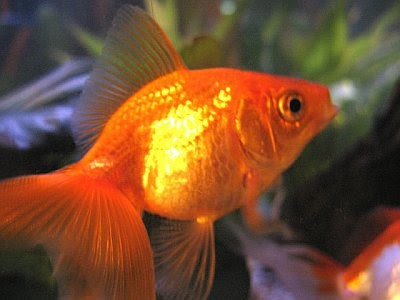 peces goldfish