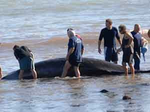 saving beached whale