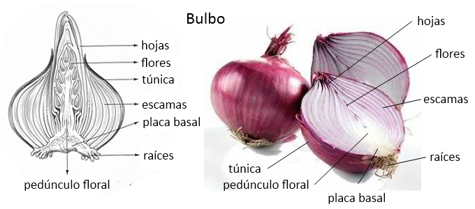 FORMA REPRODUCCION SEMILLA forma reproduccion semilla: