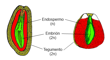 diagrama de gimnospermas pinus