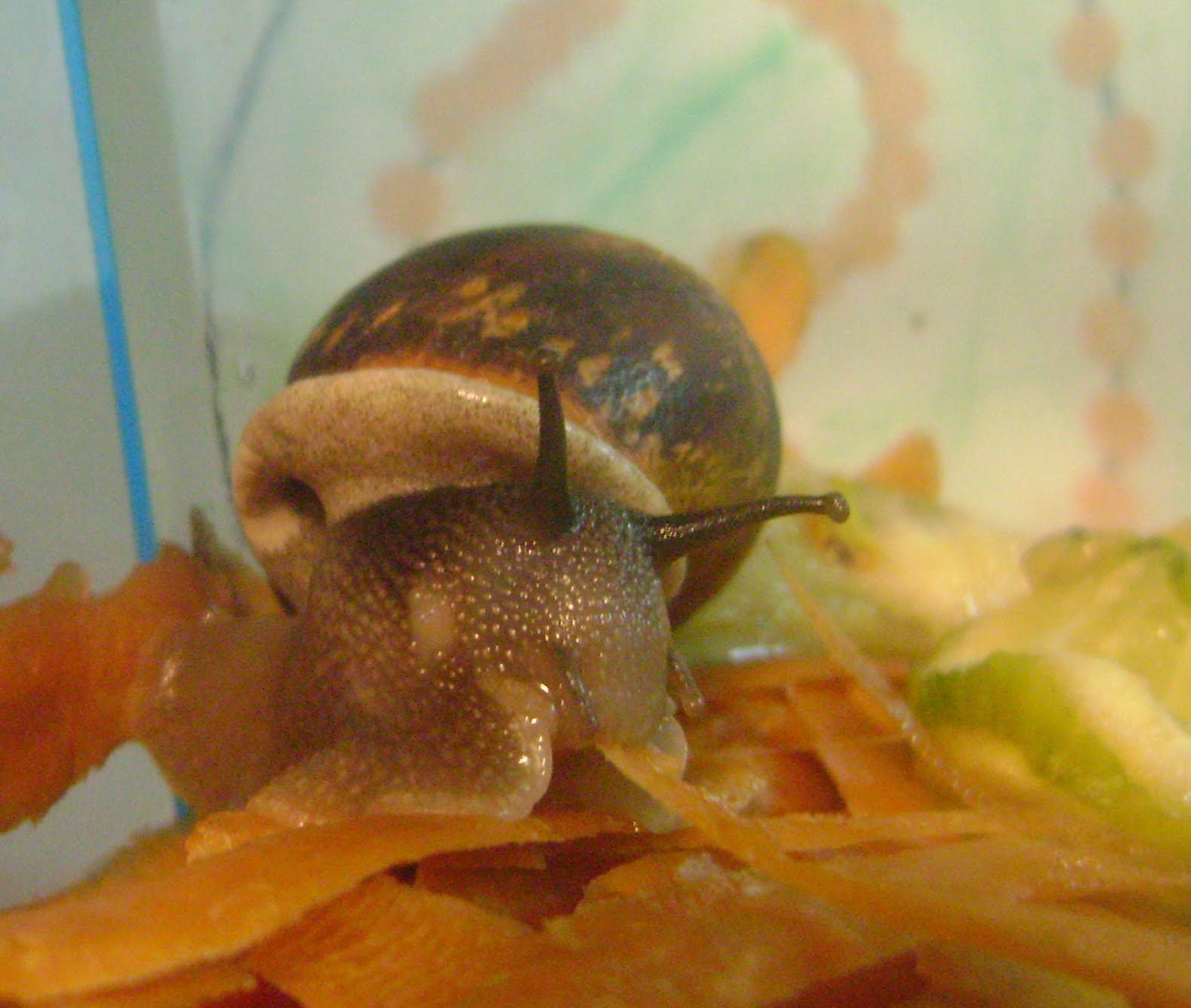 Cooking Outside the Box Stock Pile or What I Learned from My Snails