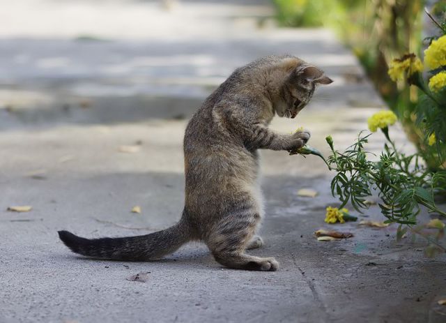 Media-Pictures-Photo: Funny Animals