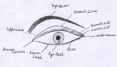 free download eye structure