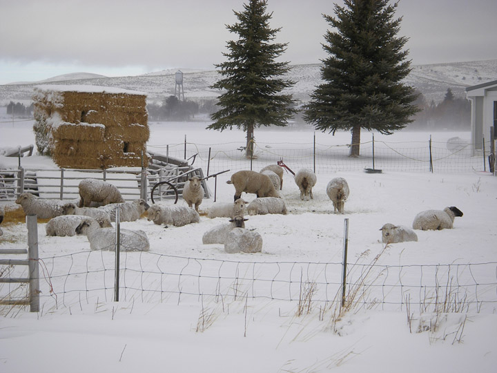 [snow-sheep.jpg]