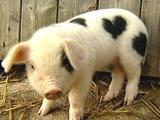 [heart...pig.jpg]