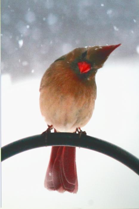 [snow-bird-diane-merkle.jpg]