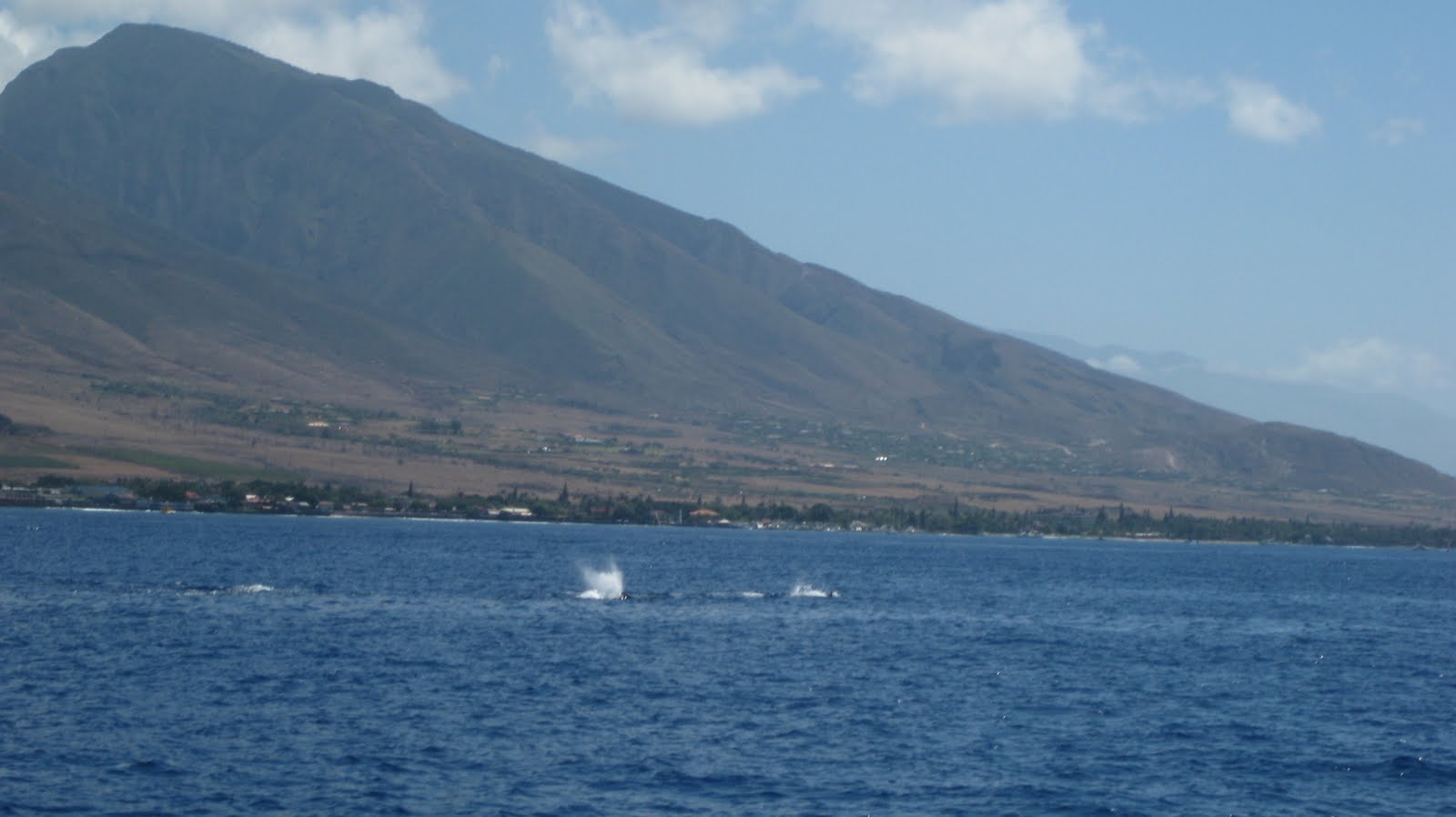 [maui+3-12-10+028.JPG]