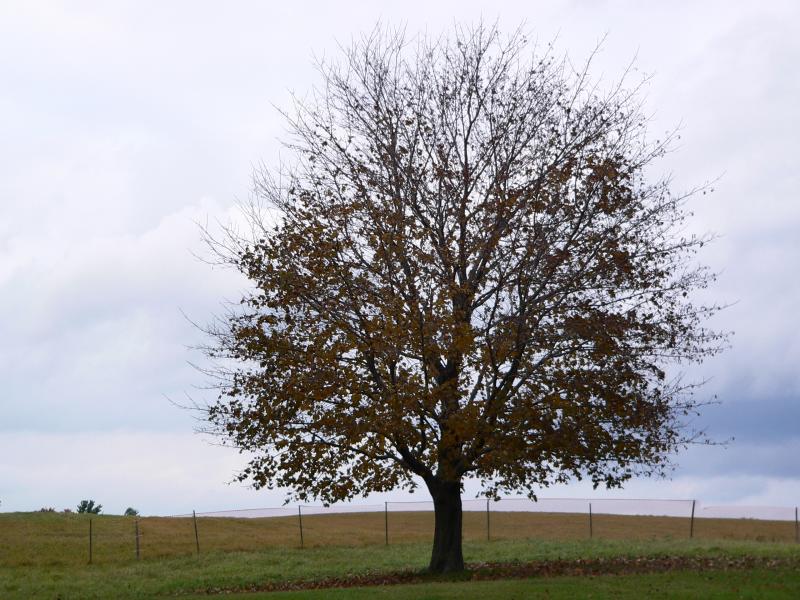 [tree+fall.jpg]