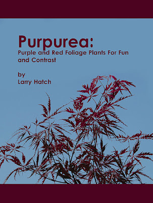 Zelkova+serrata+kiwi+sunset