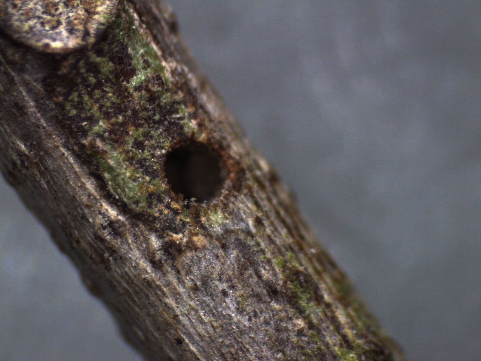 [twig+borer+hole.JPG]