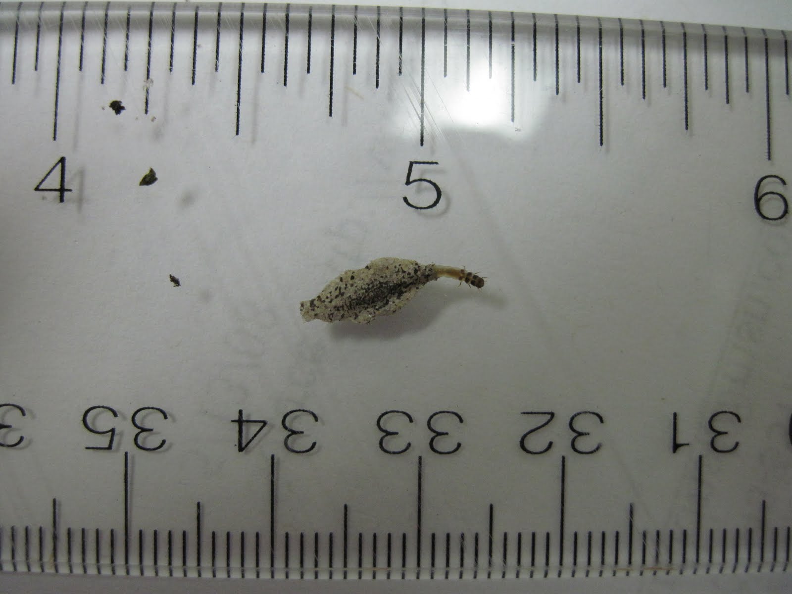 Plaster Bagworm