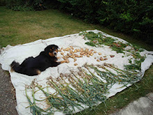 Harvest July 2009