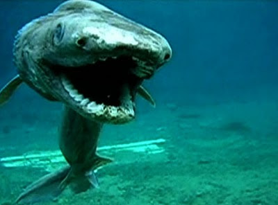Frilled Shark