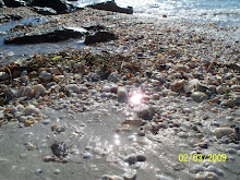 Clearwater Shells