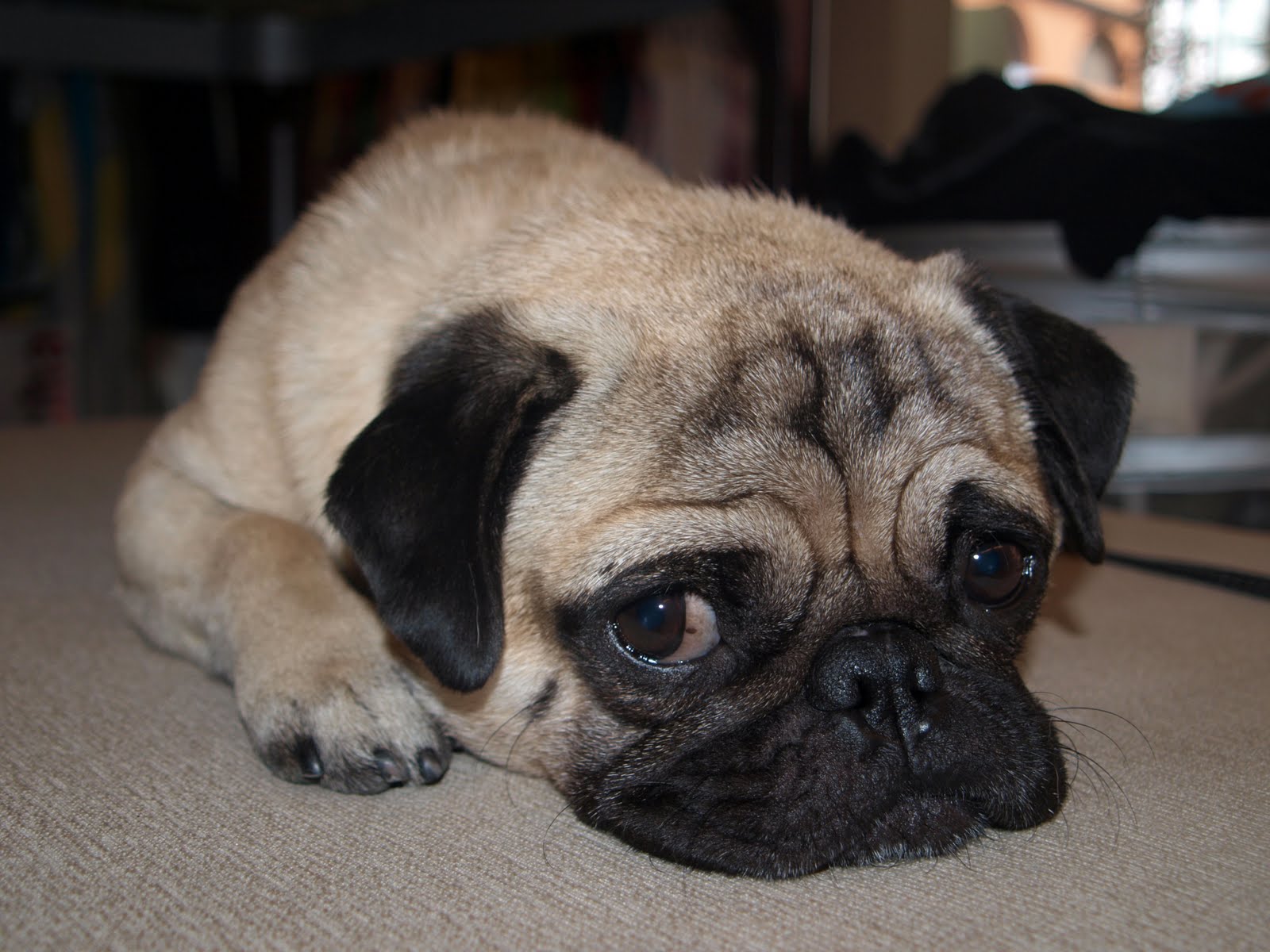 pug g pug photograph pug g pug photograph