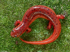 Fiery Salamander