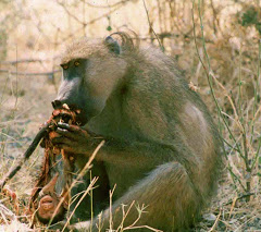 Darwin's Heroic Apes