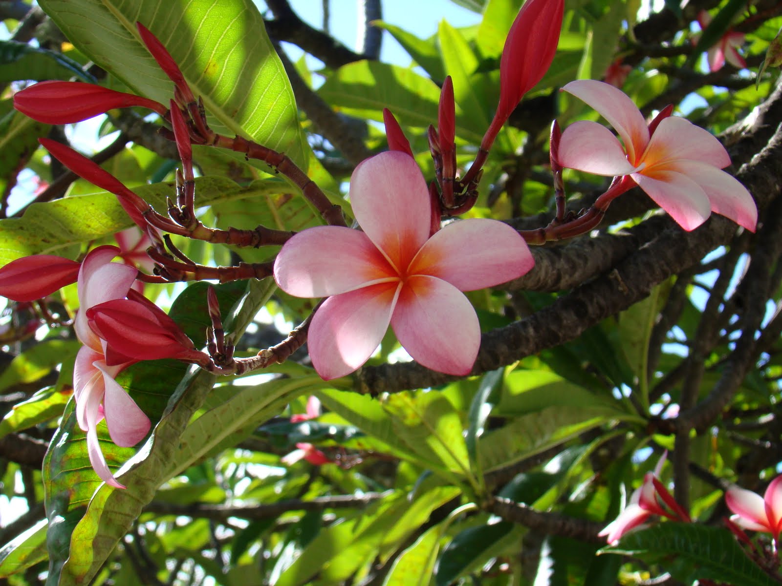 The Johnsons Hawaiian Trees