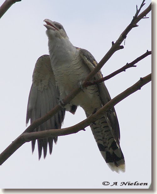 [Channel-billed+Cuckoo.jpg]