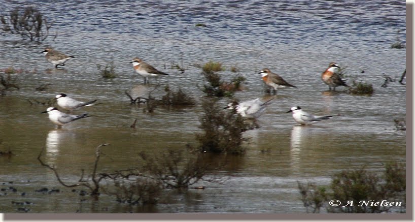 [Little+Tern+&+Lesser+Sandplover.jpg]
