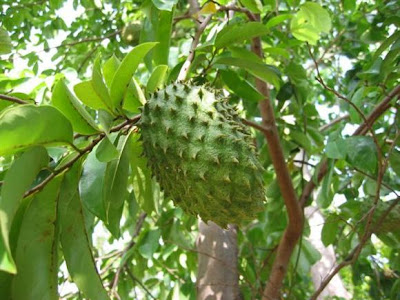 Annona muricata tree
