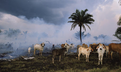Cattle in the Amazon